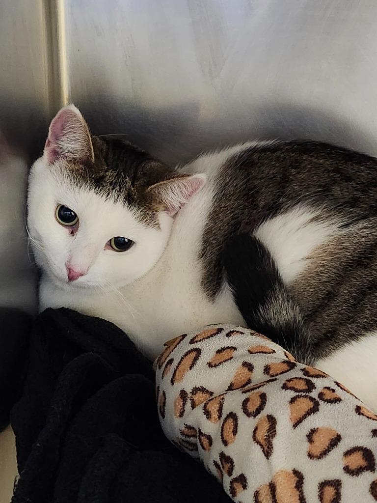 Amanda Woods, Adoptable, Young Female Domestic Short Hair.