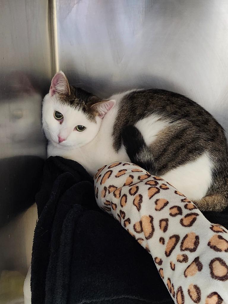 Enlarge Amanda Woods, a Adoptable mixed breed in Cincinnati, OH image 2/3