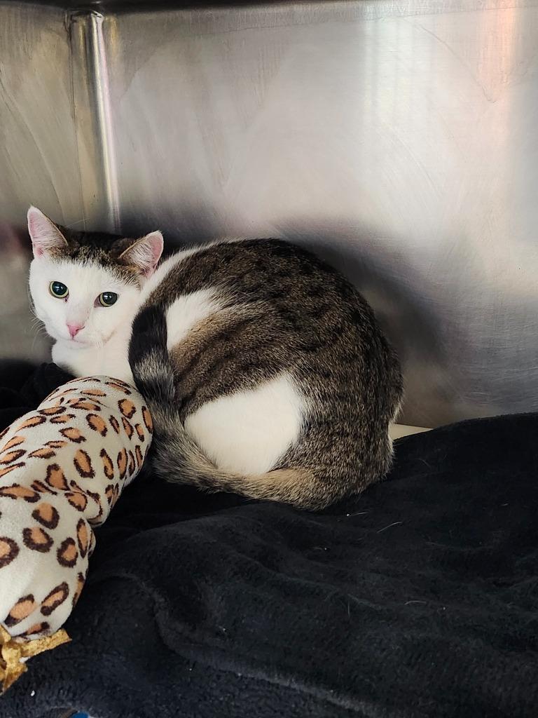 Enlarge Amanda Woods, a Adoptable mixed breed in Cincinnati, OH image 3/3