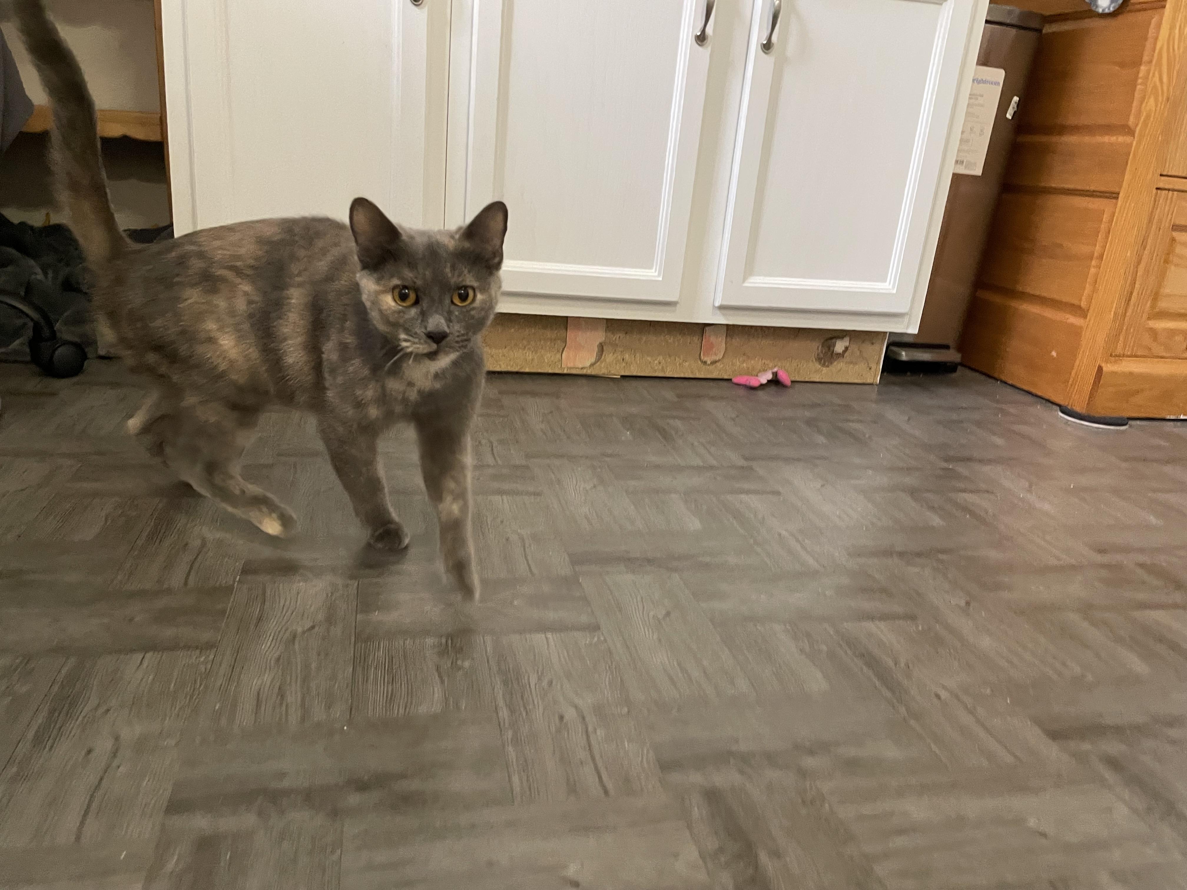 Enlarge Luna, a Adoptable Domestic Short Hair in Grayslake, IL image 6/6