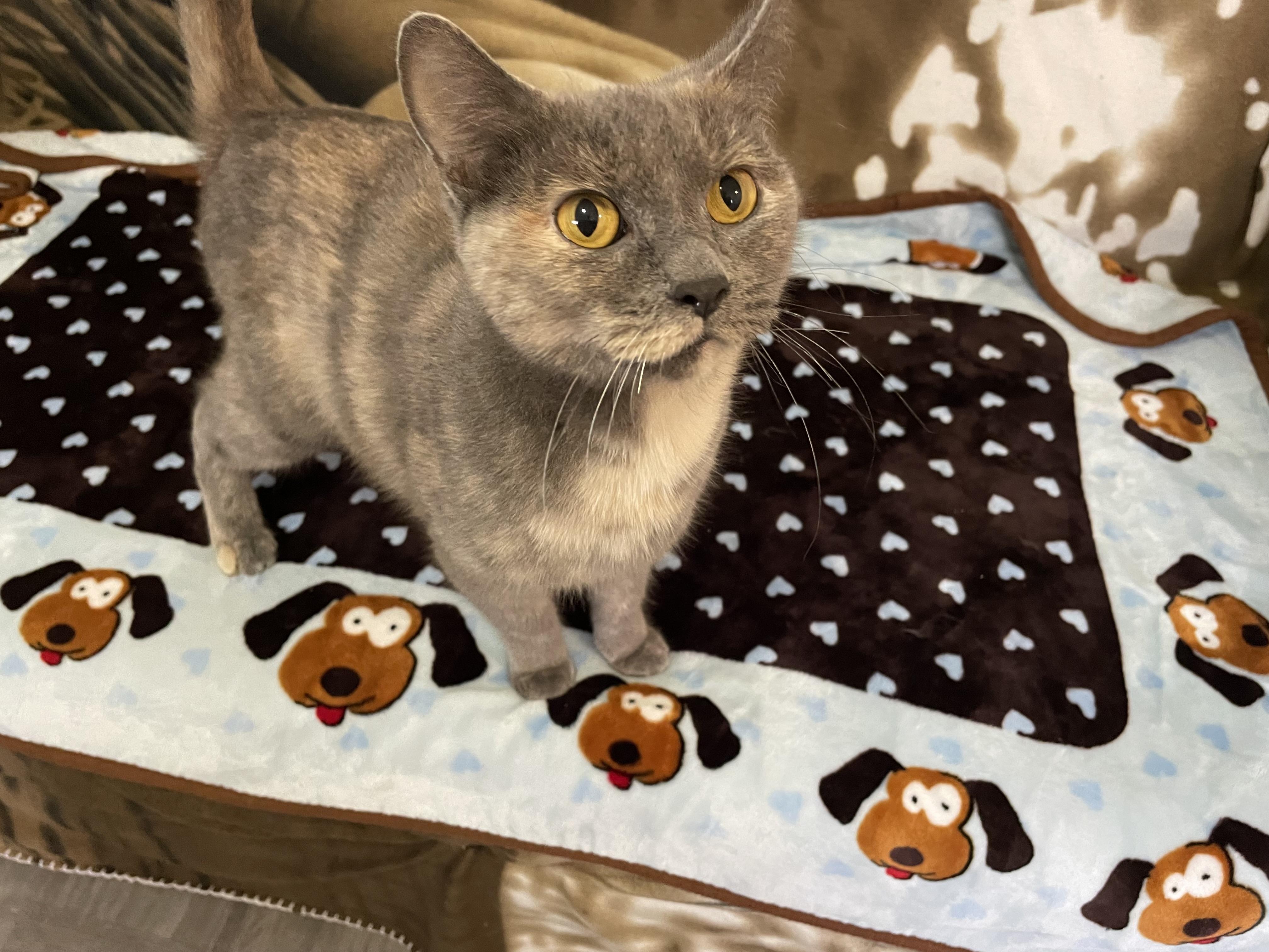 Enlarge Luna, a Adoptable Domestic Short Hair in Grayslake, IL image 5/6