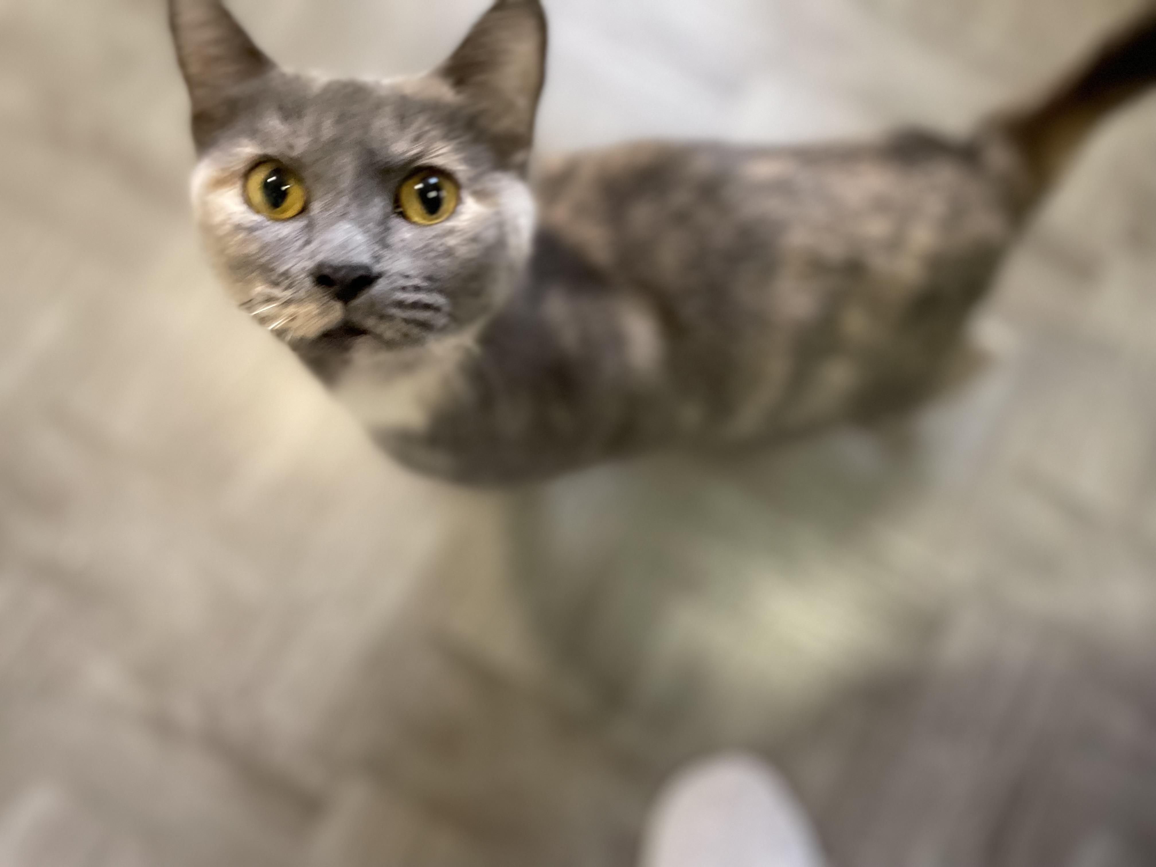 Luna, Adoptable, Adult Female Domestic Short Hair.