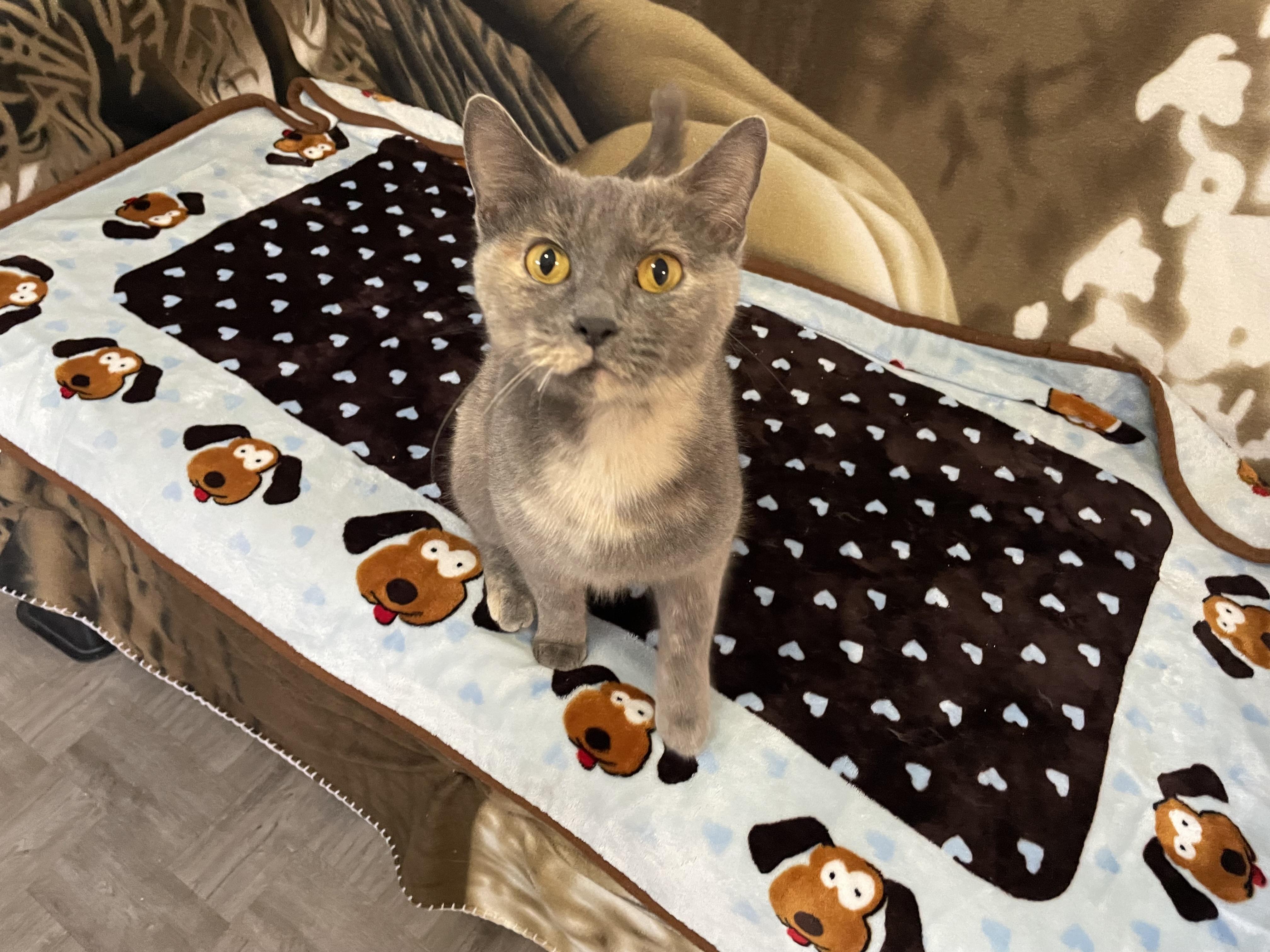 Enlarge Luna, a Adoptable Domestic Short Hair in Grayslake, IL image 3/6