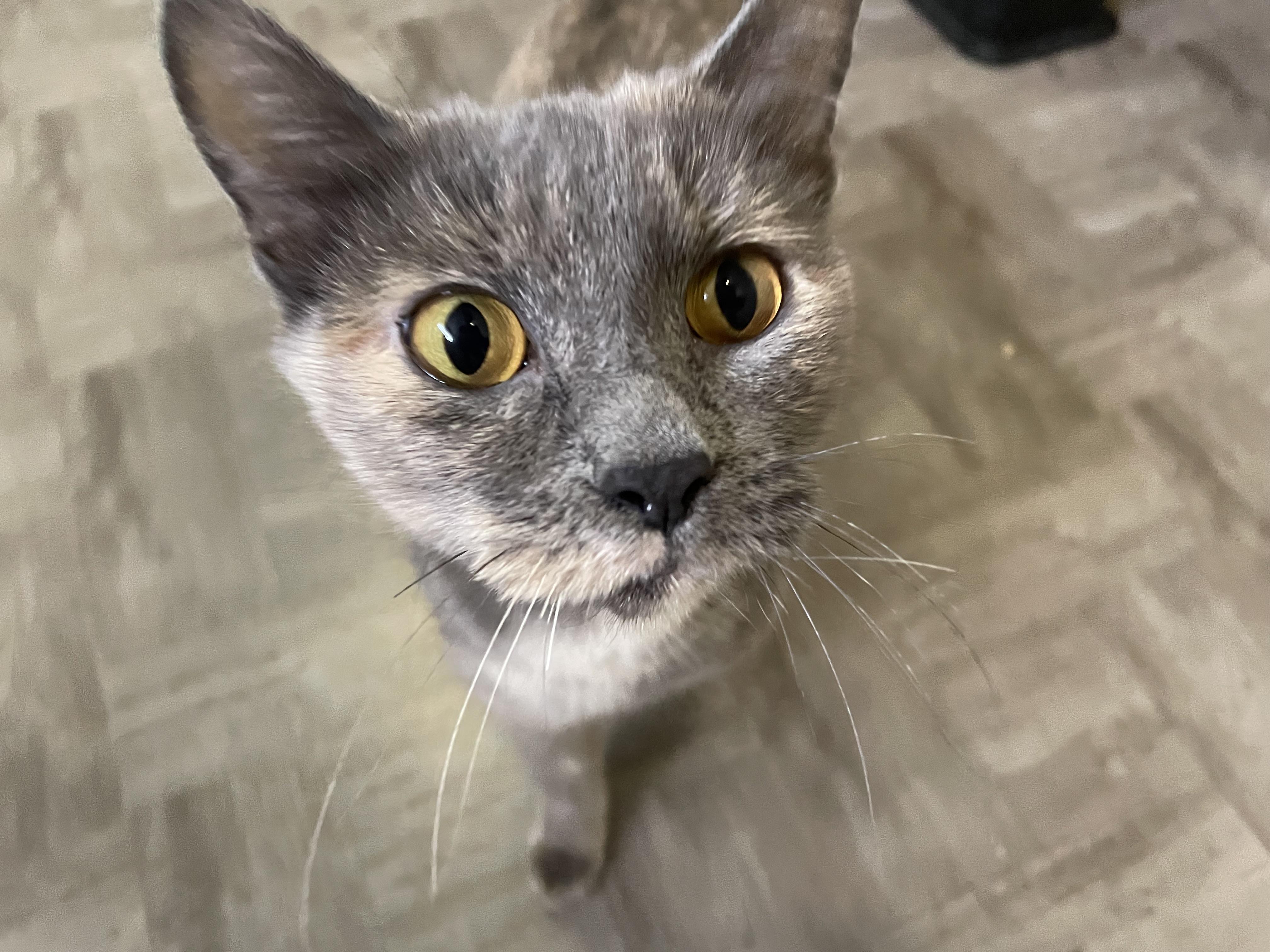 Enlarge Luna, a Adoptable Domestic Short Hair in Grayslake, IL image 4/6