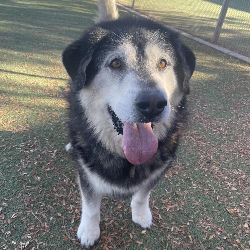 Huskador, Adoptable, Senior Male Husky.