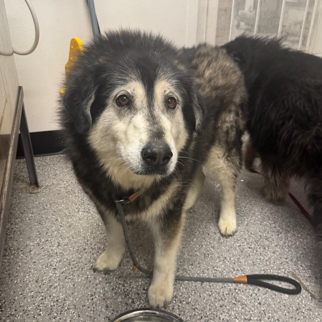 Enlarge Huskador, a Adoptable Husky in Henderson, NV image 2/3