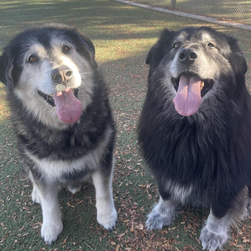 Enlarge Huskador, a Adoptable Husky in Henderson, NV image 3/3