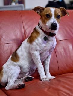 Enlarge Eddie, a Adopted mixed breed in Tampa, FL image 5/6