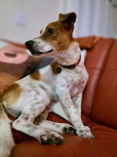 Enlarge Eddie, a Adopted mixed breed in Tampa, FL image 4/6