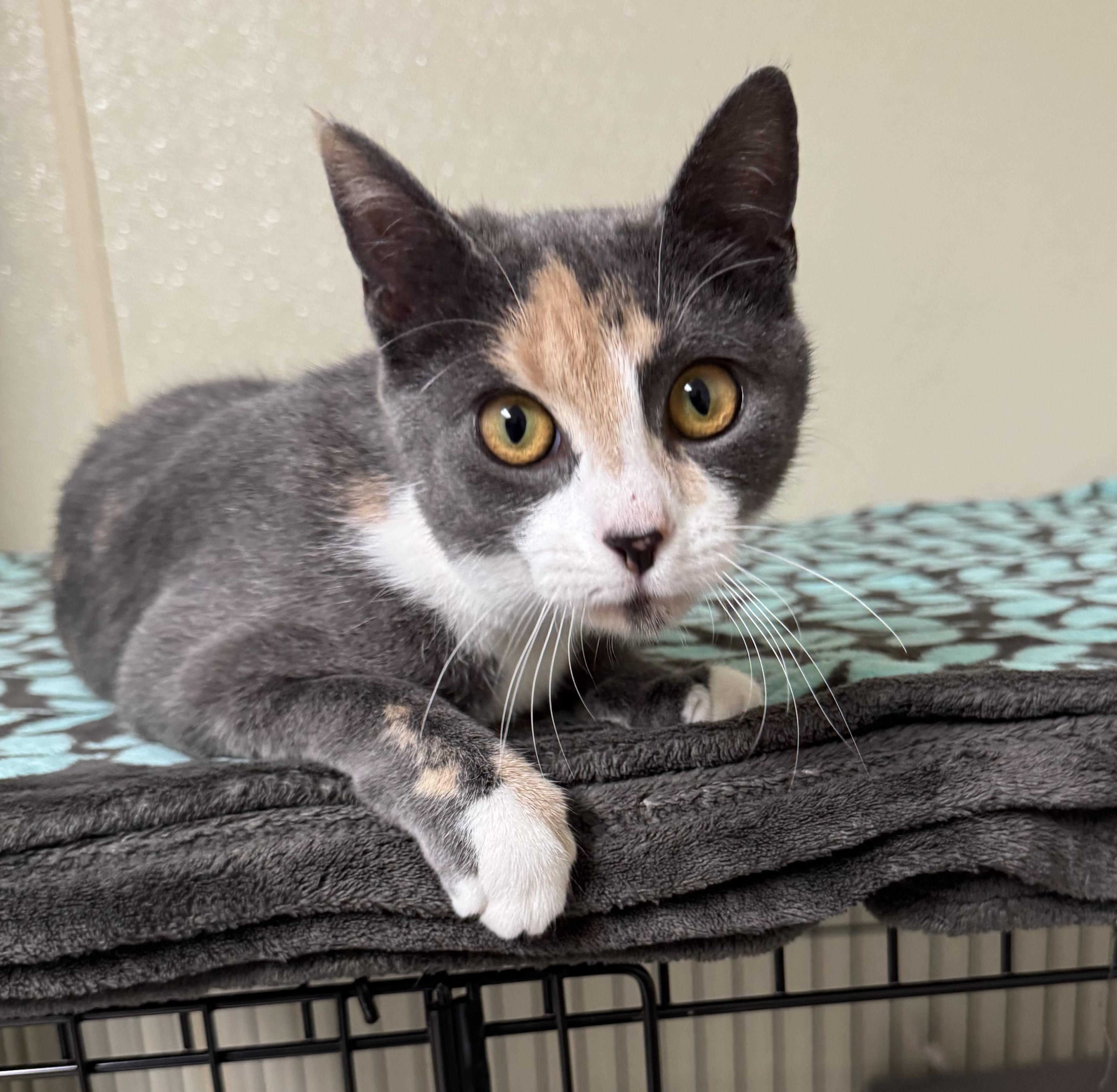 S'mores, adopted, Young Female Domestic Short Hair.