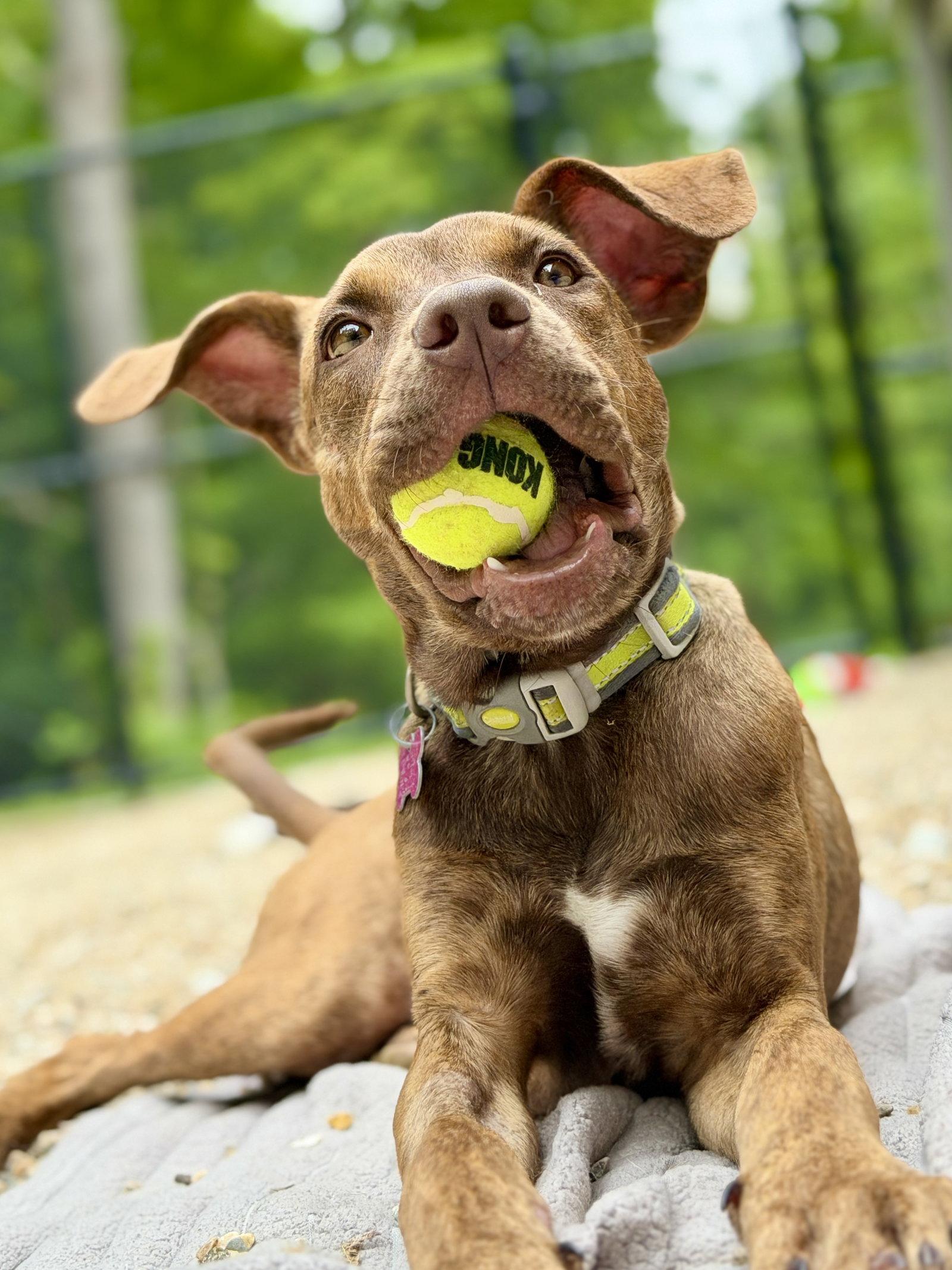 Taffy, Adoptable, Young Female Catahoula Leopard Dog.