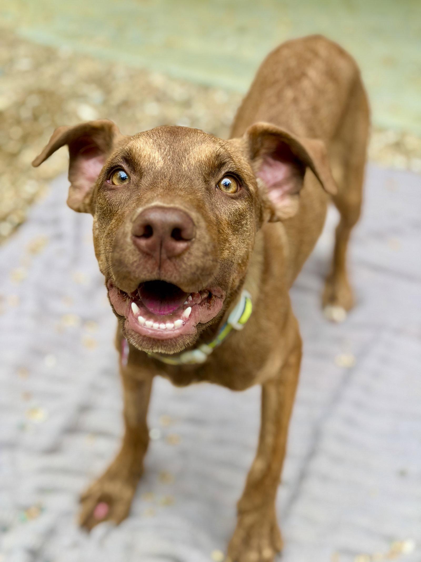 Taffy, a Adoptable Catahoula Leopard Dog in West Cornwall, CT image 2/3