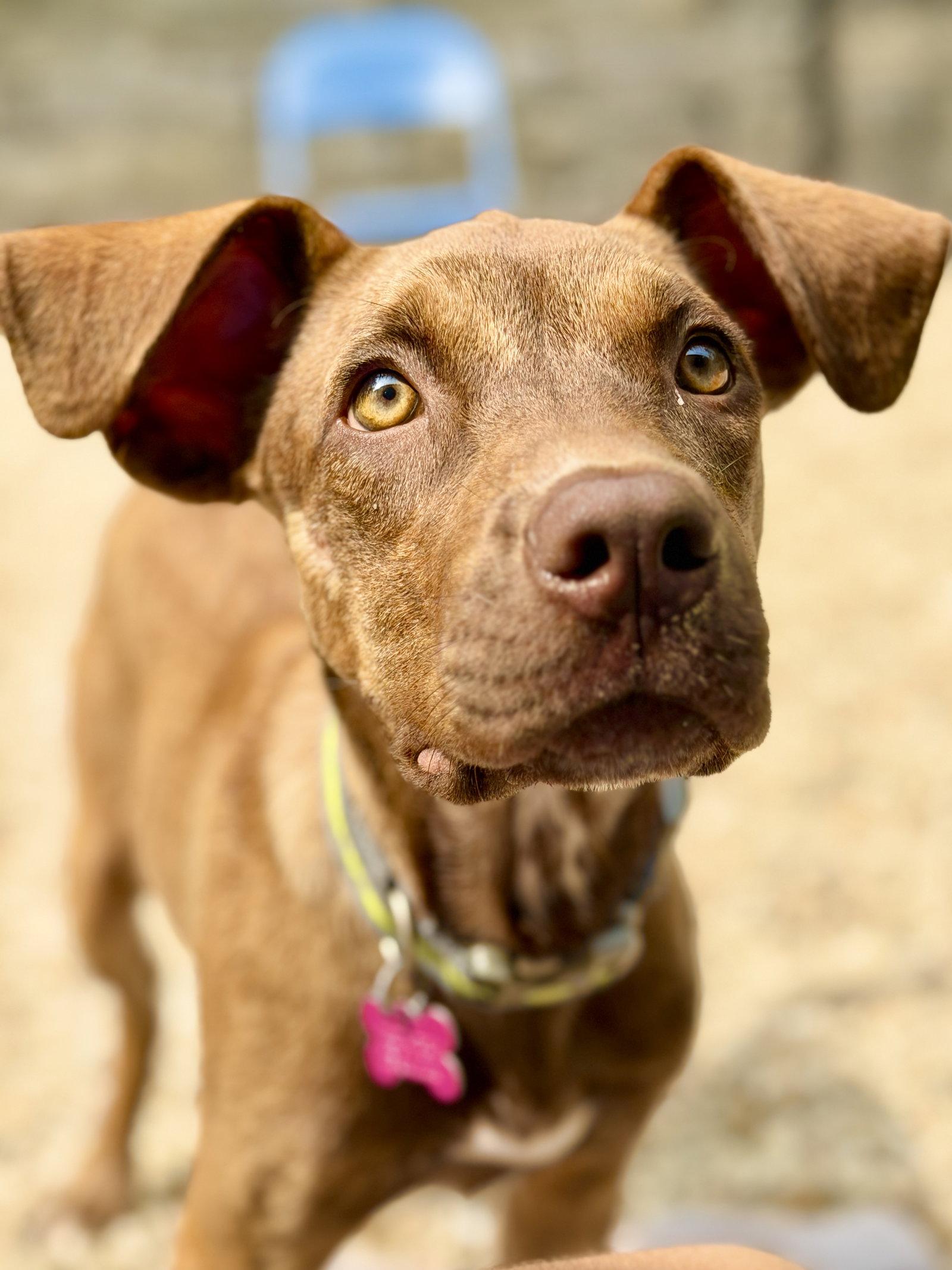 Taffy, a Adoptable Catahoula Leopard Dog in West Cornwall, CT image 3/3