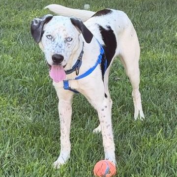 Enlarge Luke, a ADOPTABLE mixed breed in Unionville, CT image 3/6