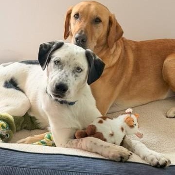 Enlarge Luke, a ADOPTABLE mixed breed in Unionville, CT image 6/6