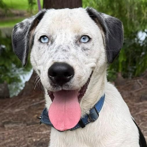 Enlarge Luke, a ADOPTABLE mixed breed in Unionville, CT image 2/6