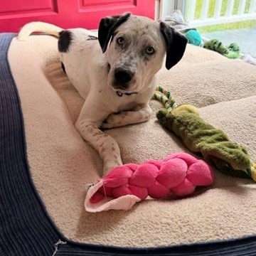 Luke, ADOPTABLE, Young Male Catahoula Leopard Dog.