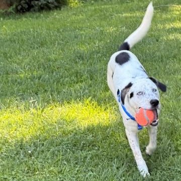 Enlarge Luke, a ADOPTABLE mixed breed in Unionville, CT image 5/6