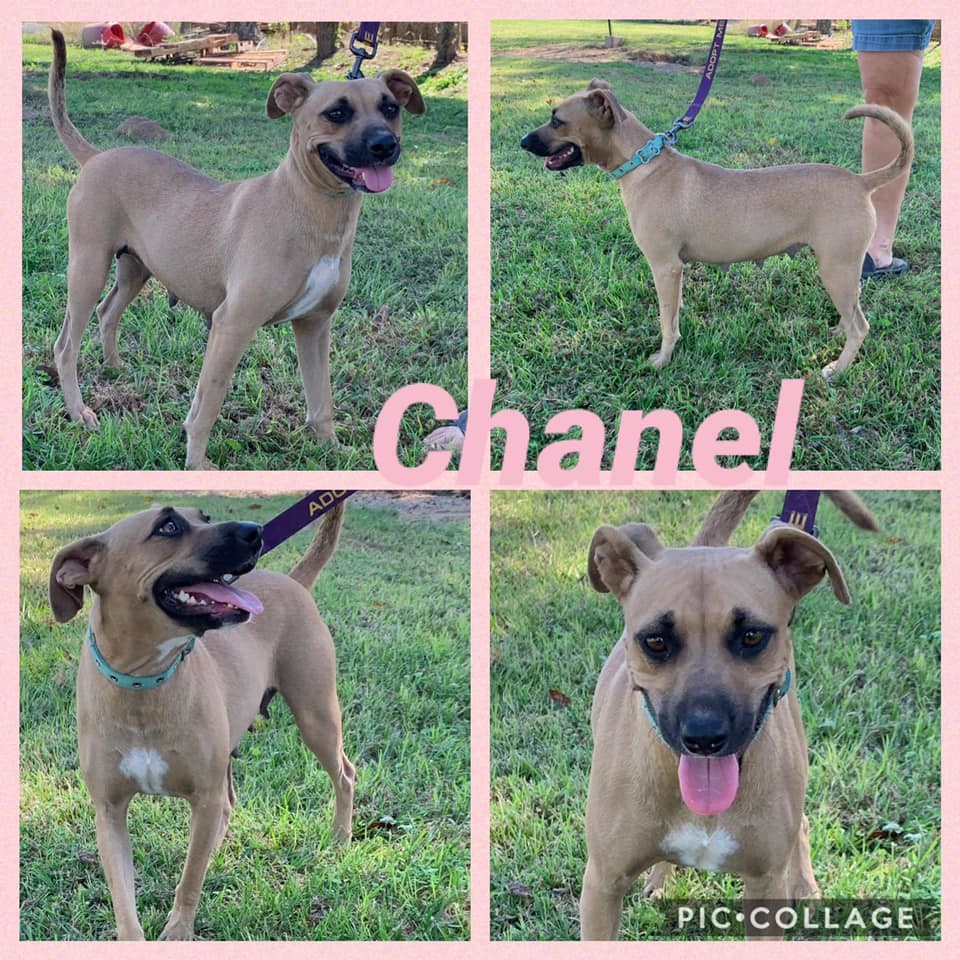 Chanel, Adult Female unknown