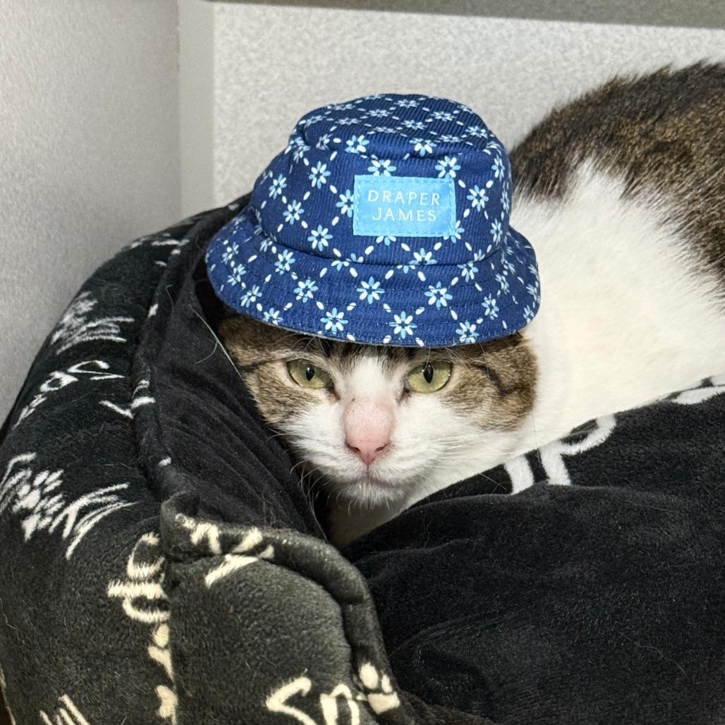 Enlarge Lu, a Adoptable Domestic Short Hair in Washougal, WA image 1/1