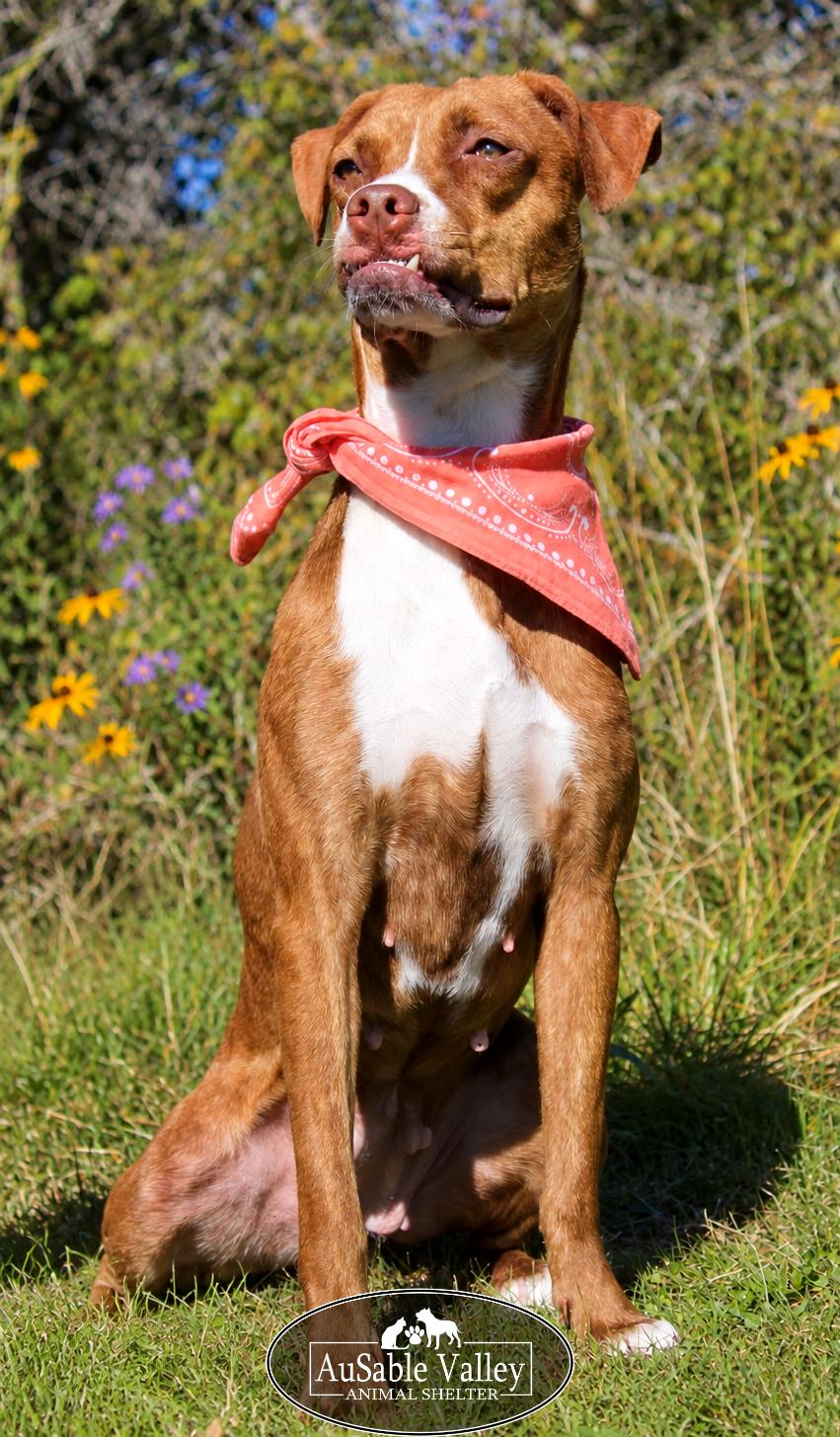 Enlarge Lotus, a Adoptable mixed breed in Grayling, MI image 4/6