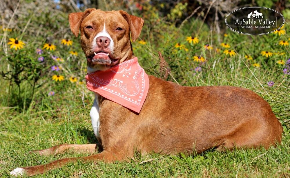 Enlarge Lotus, a Adoptable mixed breed in Grayling, MI image 3/6