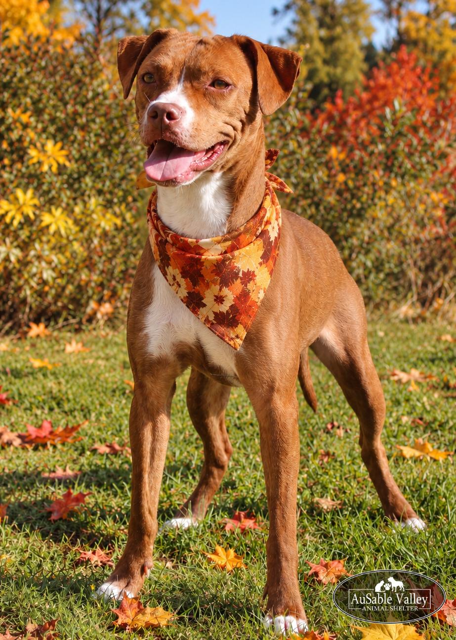 Lotus, Adoptable, Adult Female Boxer.