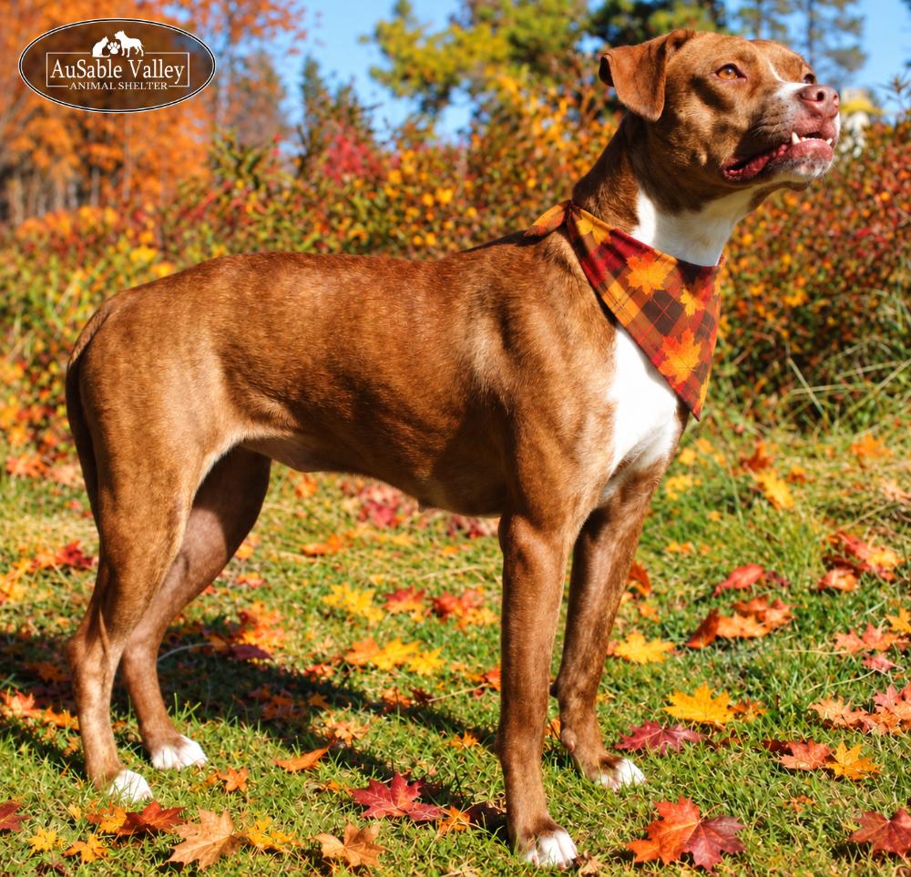 Enlarge Lotus, a Adoptable mixed breed in Grayling, MI image 4/6