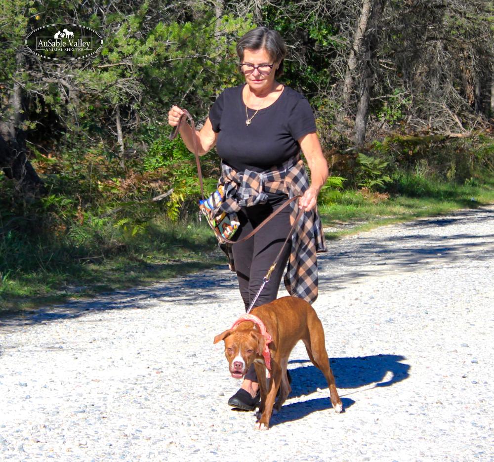 Enlarge Lotus, a Adoptable mixed breed in Grayling, MI image 6/6