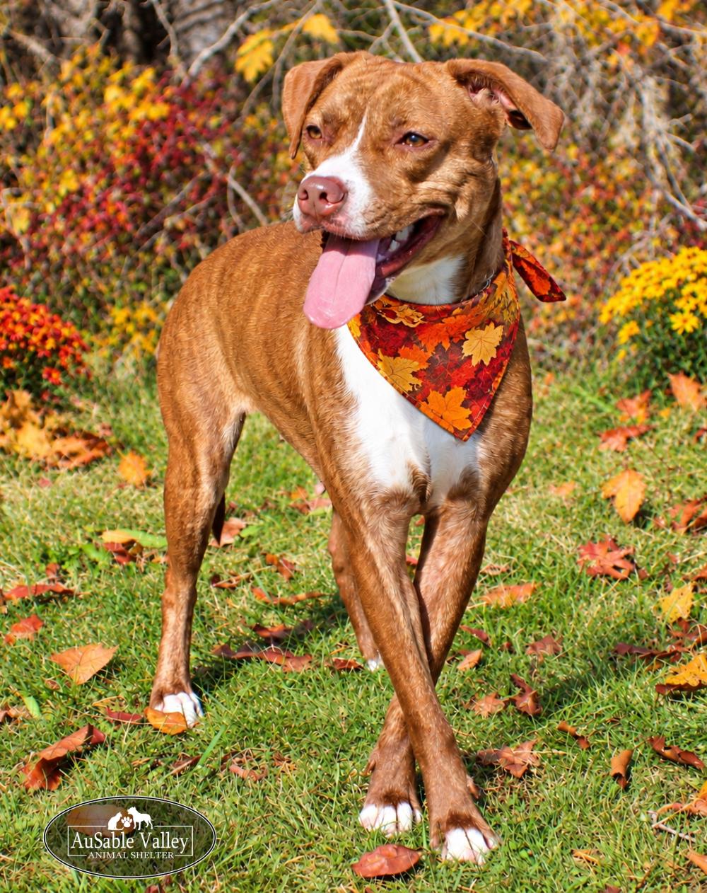 Enlarge Lotus, a Adoptable mixed breed in Grayling, MI image 6/6