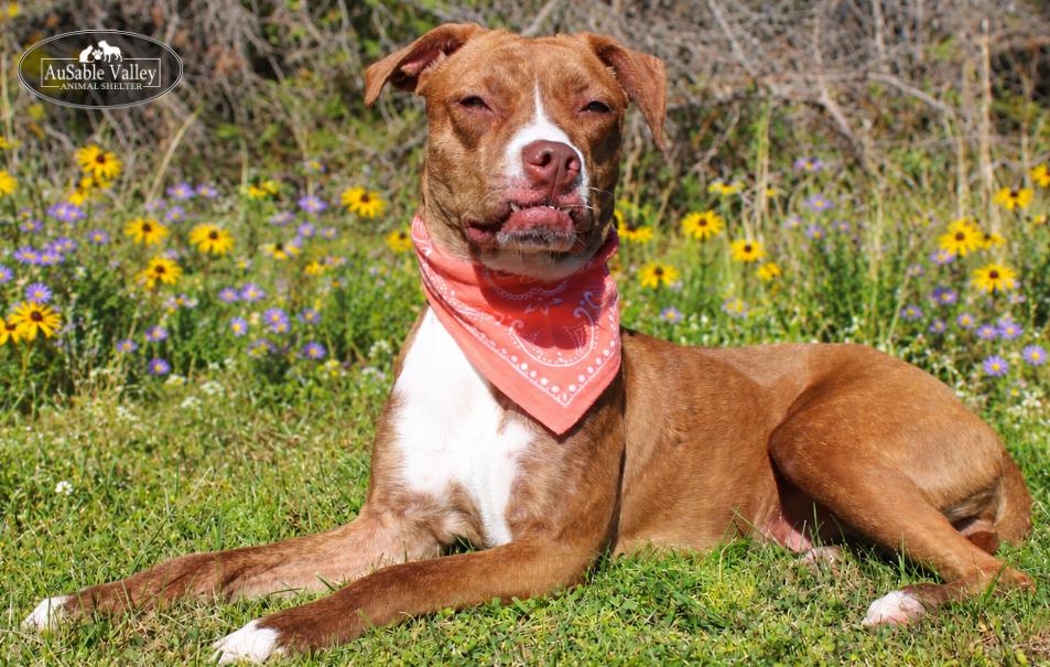 Enlarge Lotus, a Adoptable mixed breed in Grayling, MI image 2/6