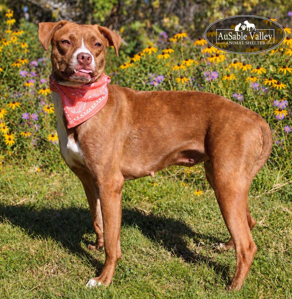Lotus, Adoptable, Adult Female Mixed Breed.