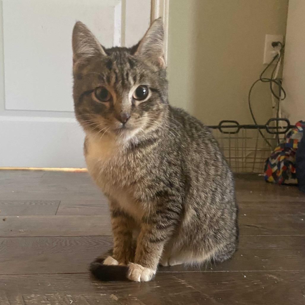 Enlarge Mike, a Adoptable Domestic Short Hair in Waco, TX image 1/1