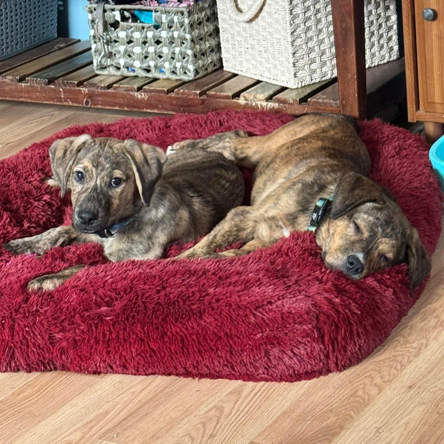 Lug Nut, an adoptable mixed breed in Bethlehem, PA image 3/3