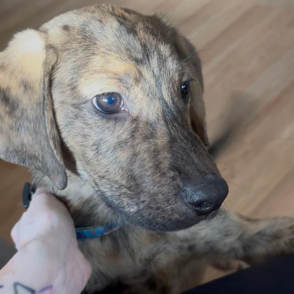 Lug Nut, adoptable, Puppy Male Labrador Retriever & Hound.