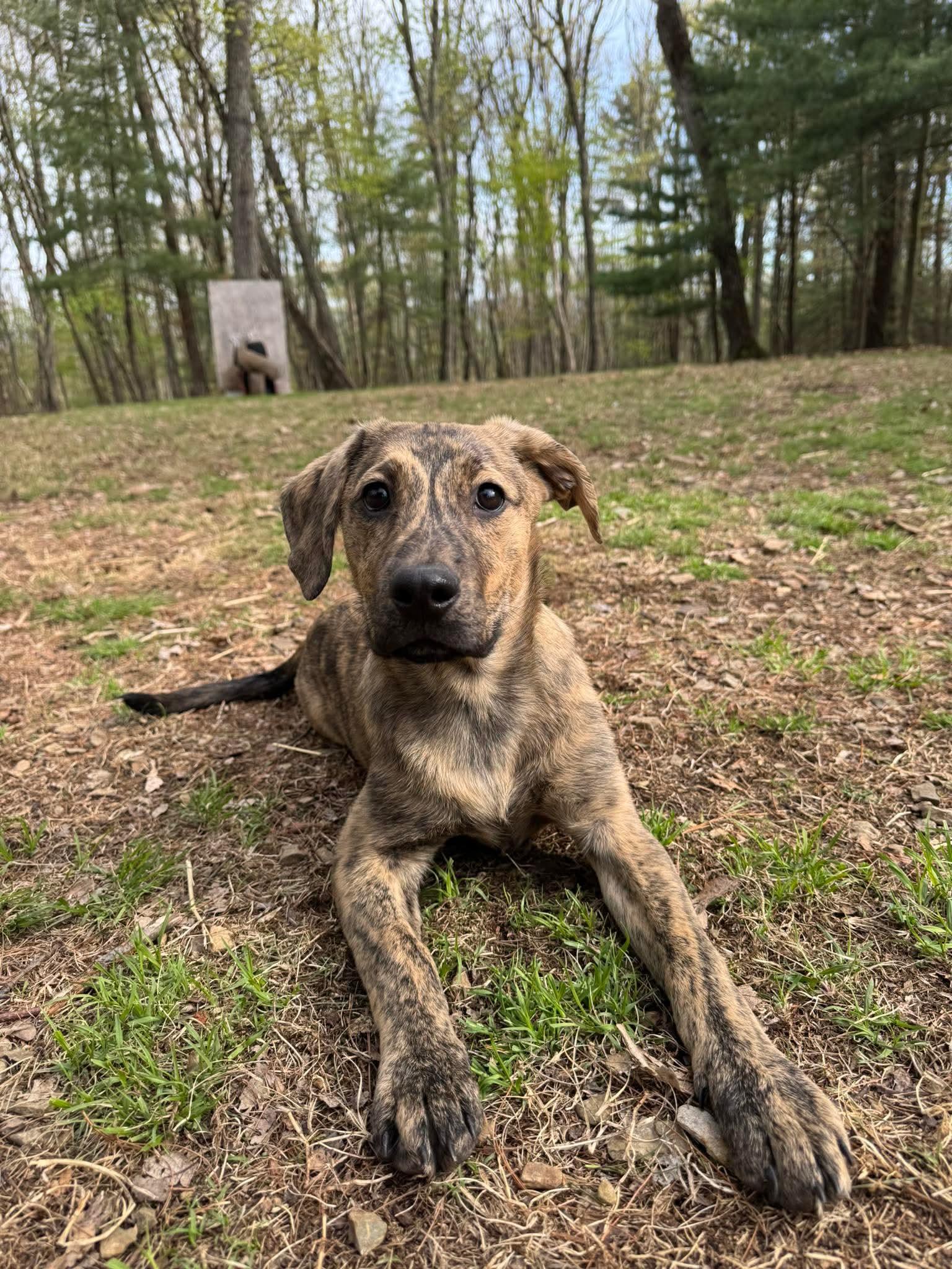 Lug Nut, adoptable, Puppy Male Labrador Retriever & Hound.