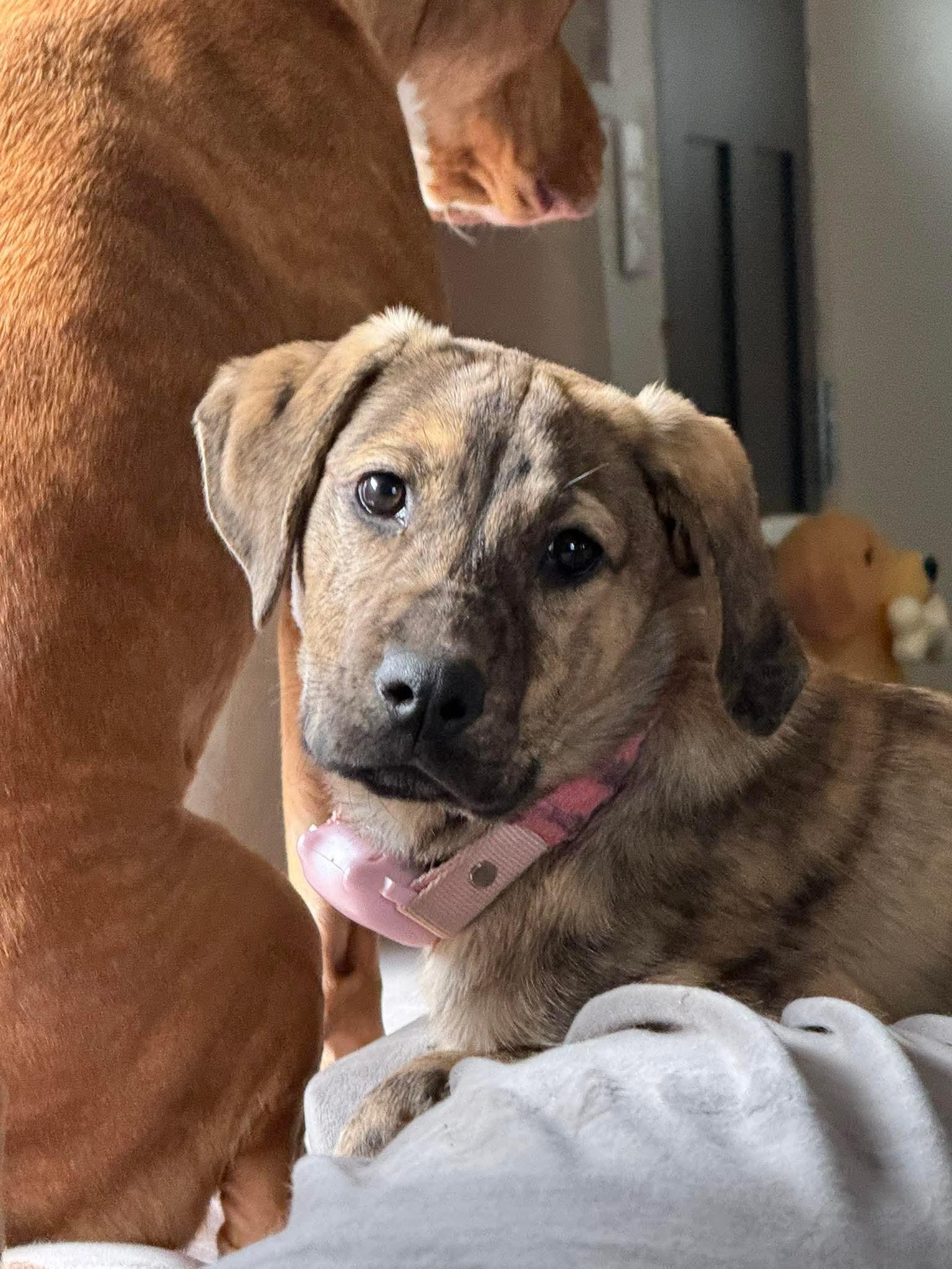 Enlarge Lug Nut, an adoptable mixed breed in Bethlehem, PA image 2/6