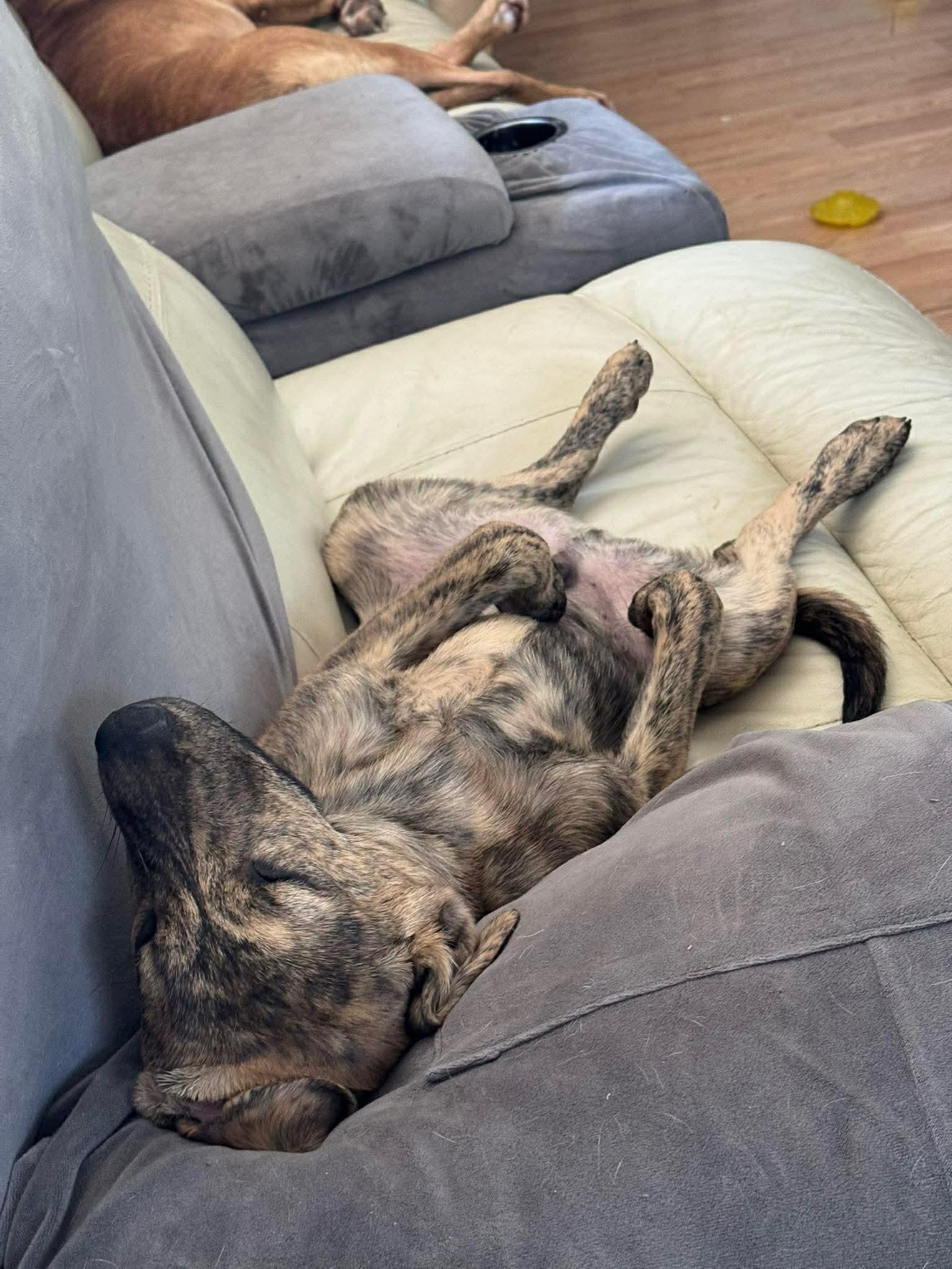 Enlarge Lug Nut, an adoptable mixed breed in Bethlehem, PA image 6/6