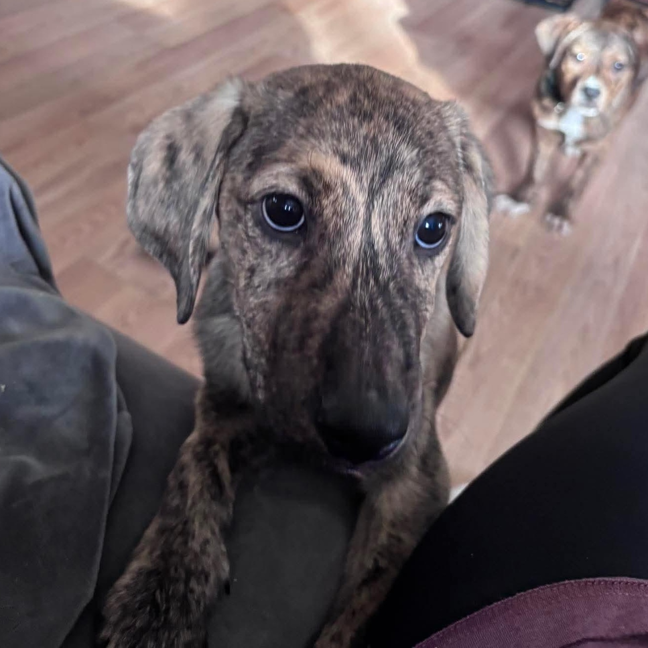 Lug Nut, an adoptable mixed breed in Bethlehem, PA image 2/3