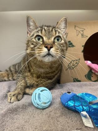 Monarch, Adoptable, Adult Female Domestic Short Hair.