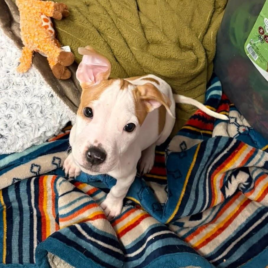 Enlarge Carrot, a ADOPTABLE mixed breed in Syracuse, NY image 1/2
