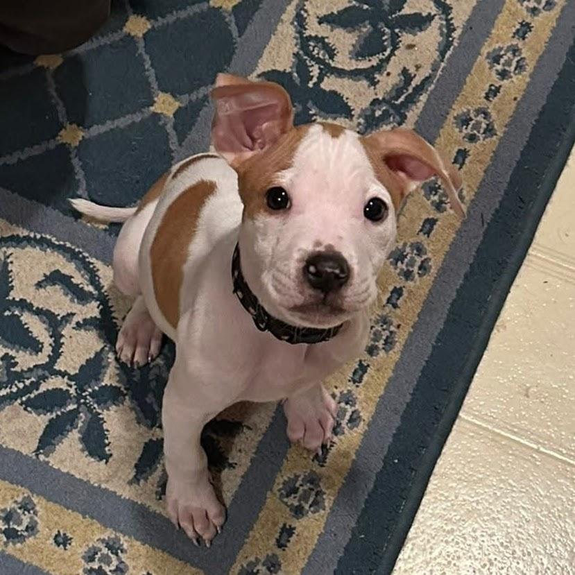 Enlarge Carrot, a ADOPTABLE mixed breed in Syracuse, NY image 2/2