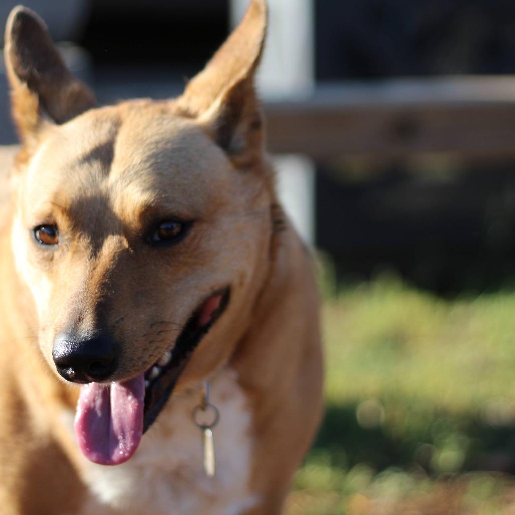 Enlarge Millie Sue, a Adoptable Australian Kelpie in Walnut Cove, NC image 1/6