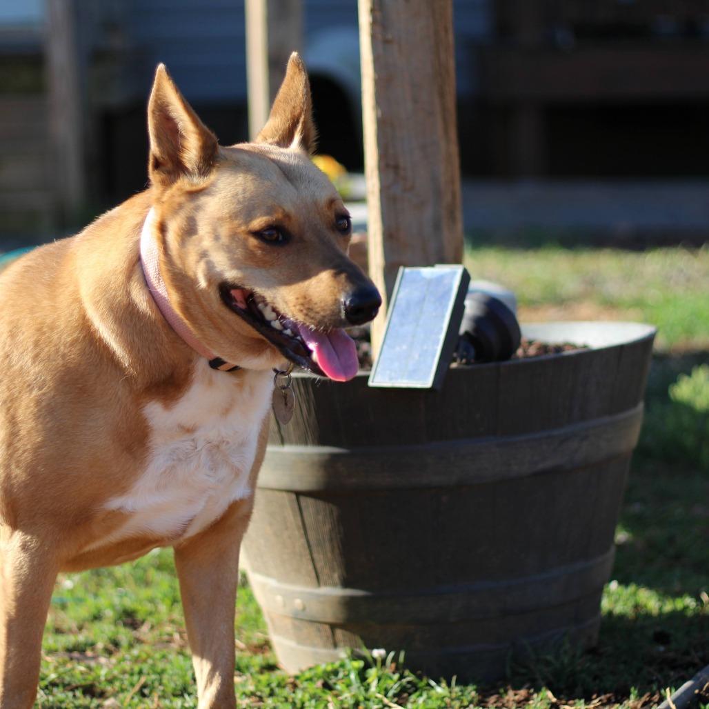 Enlarge Millie Sue, a Adoptable Australian Kelpie in Walnut Cove, NC image 2/6