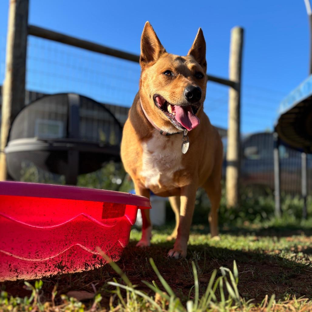 Enlarge Millie Sue, a Adoptable Australian Kelpie in Walnut Cove, NC image 3/6