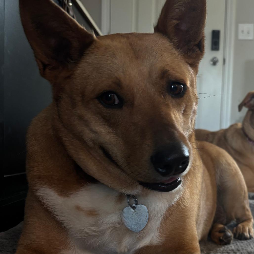 Enlarge Millie Sue, a Adoptable Australian Kelpie in Walnut Cove, NC image 4/6