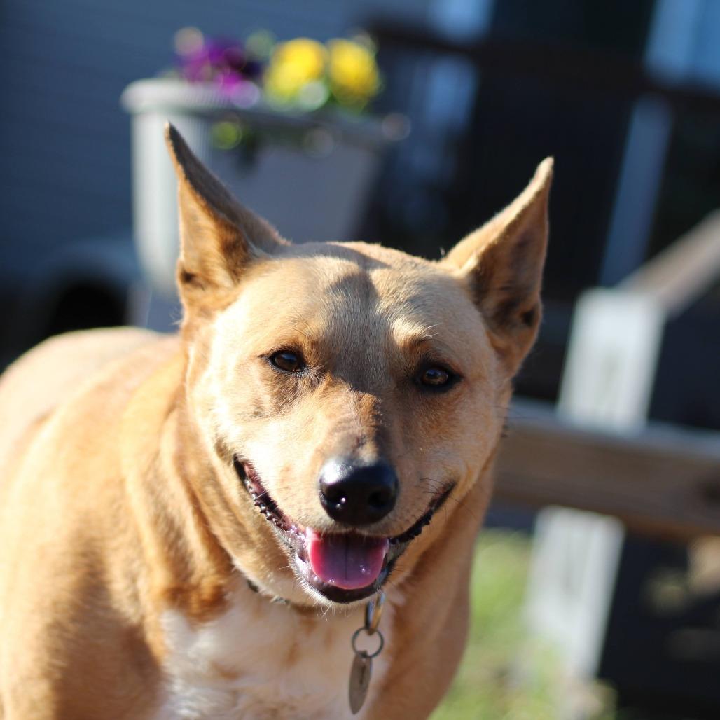Enlarge Millie Sue, a Adoptable Australian Kelpie in Walnut Cove, NC image 5/6