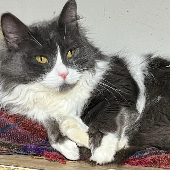 Enlarge Bitty, a ADOPTABLE Domestic Long Hair in Stanhope, NJ image 1/6