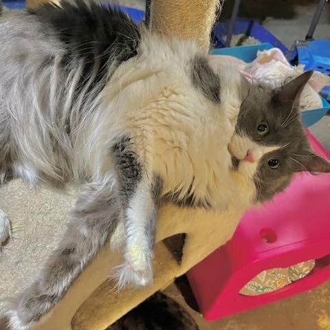 Enlarge Bitty, a ADOPTABLE Domestic Long Hair in Stanhope, NJ image 2/6