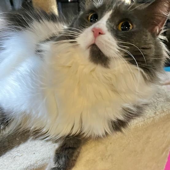 Enlarge Bitty, a ADOPTABLE Domestic Long Hair in Stanhope, NJ image 6/6